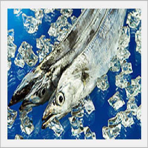 [Seafood] Jeju Cutlassfish, Fish
