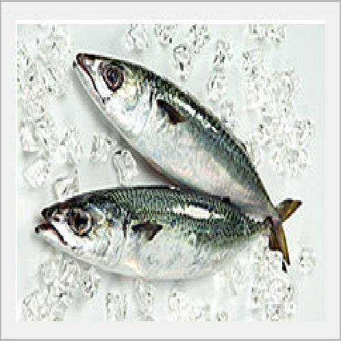 [Seafood] Chub Mackerel Fillet, Fish